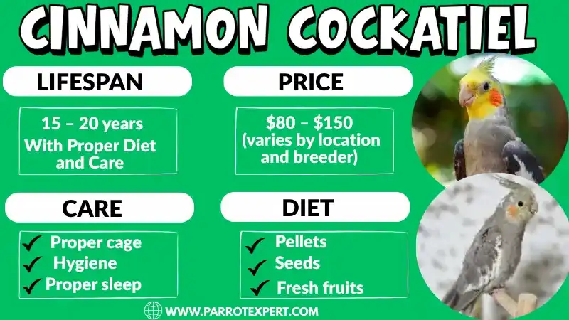 Cinnamon Cockatiel: Lifespan, Care, Diet, Size, Price & Facts