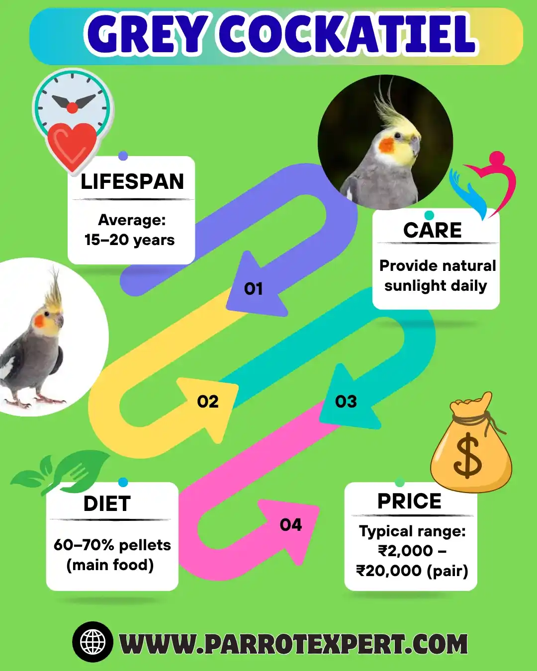 Grey Cockatiel Parrot