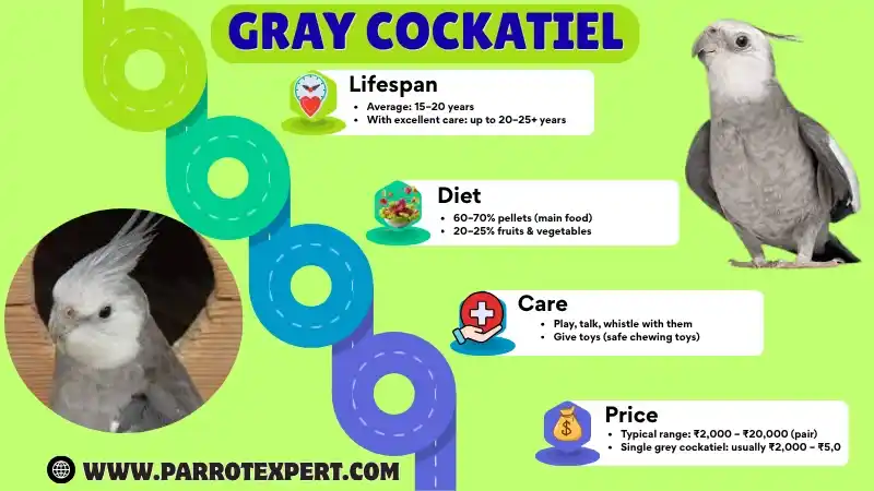 Grey Cockatiel: Lifespan, Care, Diet, Price, Types & Facts