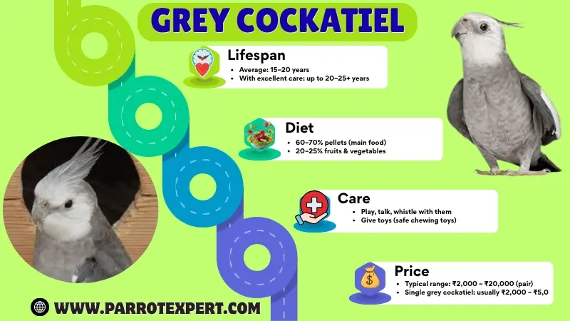 Grey Cockatiel: Lifespan, Care, Diet, Price, Types & Facts