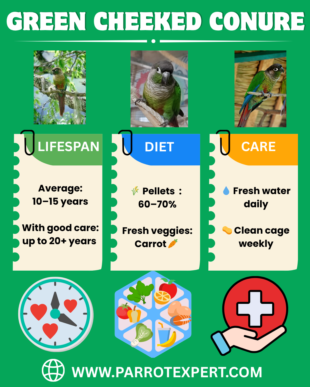 Green Cheeked Conure Parraot