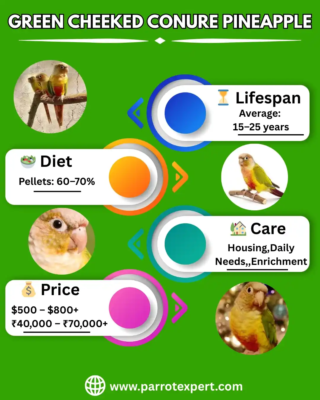 Green Cheeked Conure Parrot