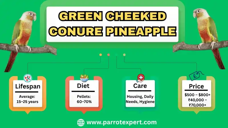 Green Cheeked Conure Pineapple: Lifespan, Diet, Care, Price, & Facts
