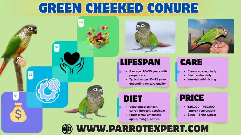 Green Cheeked Conure: Lifespan, Diet, Care, Price, Cage, & Facts