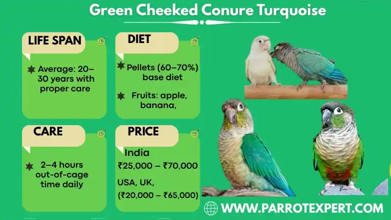 Green Cheeked Conure Turquoise: Lifespan, Diet, Care, Size, & Facts