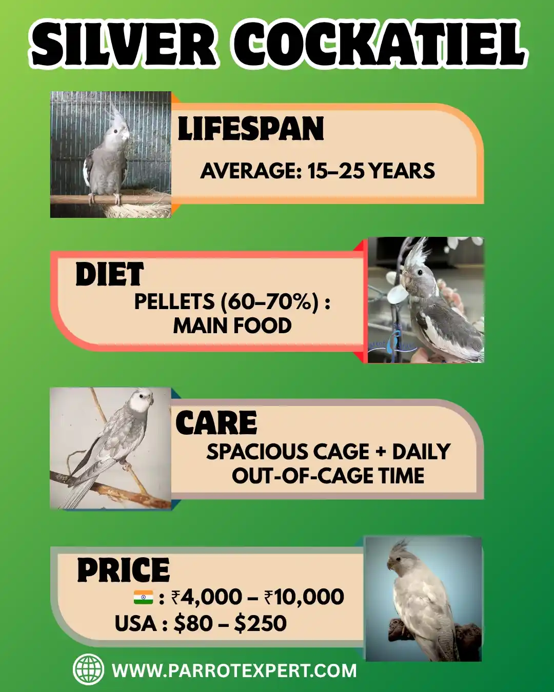 Silver Cockatiel Parrot