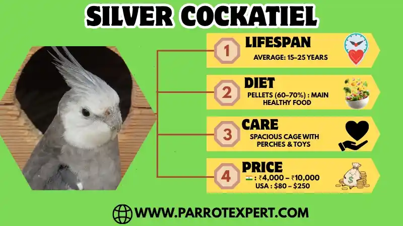 Silver Cockatiel: Types, Price, Lifespan, Care, & Facts