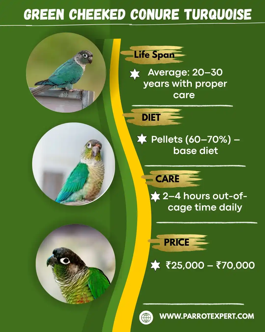 Turquoise Conure Parrot