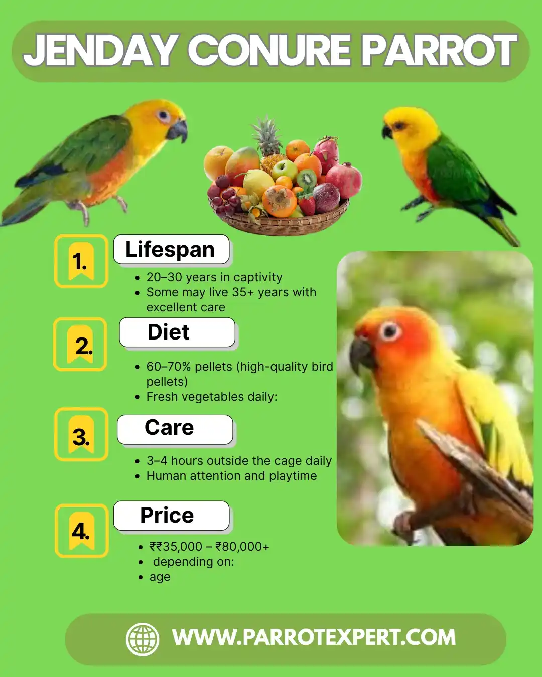 Jenday Conure Parrot