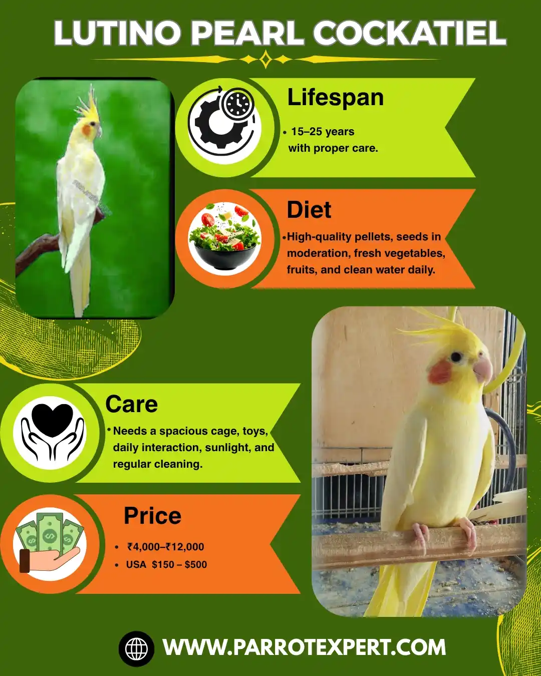 Lutino Pearl Cockatiel Parrot