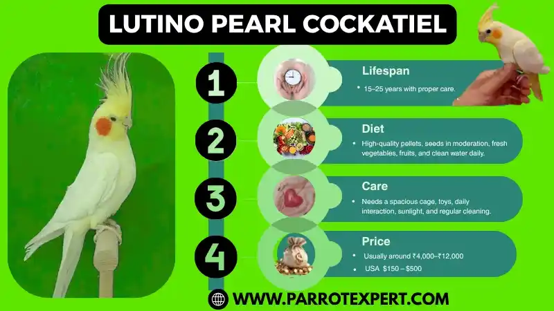 Lutino Pearl Cockatiel: Lifespan, Diet, Care, Training, & Facts