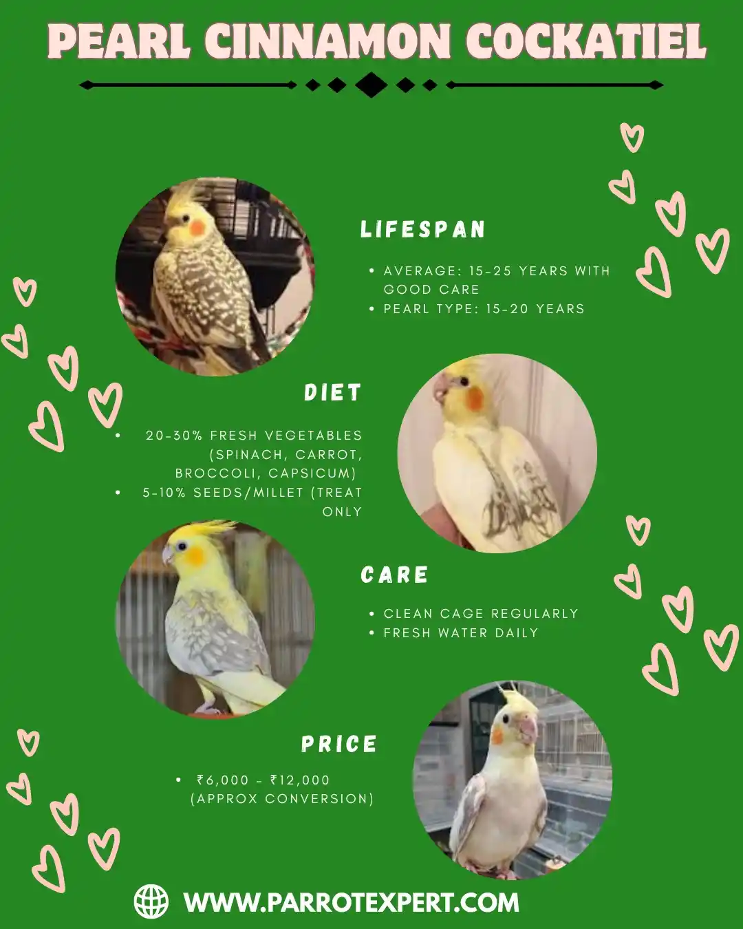 Pearl Cinnamon Cockatiel parrot
