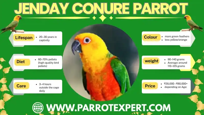 jenday conure breeder