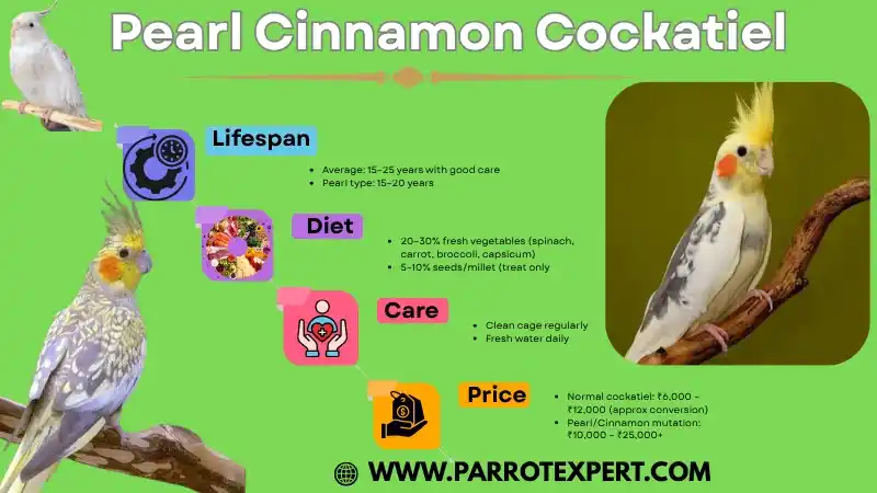 Pearl Cinnamon Cockatiel: Diet, Care, Lifespan, History, & Facts
