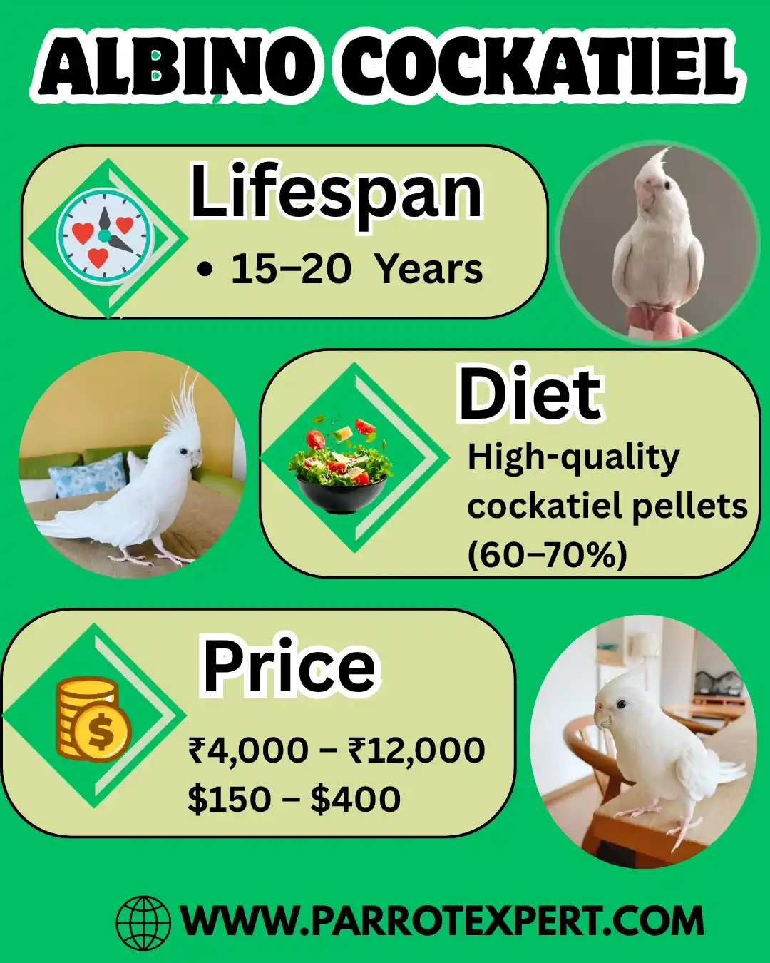 Albino Cockatiel Parrot