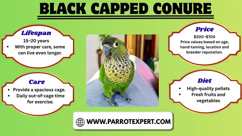 Black Capped Conures