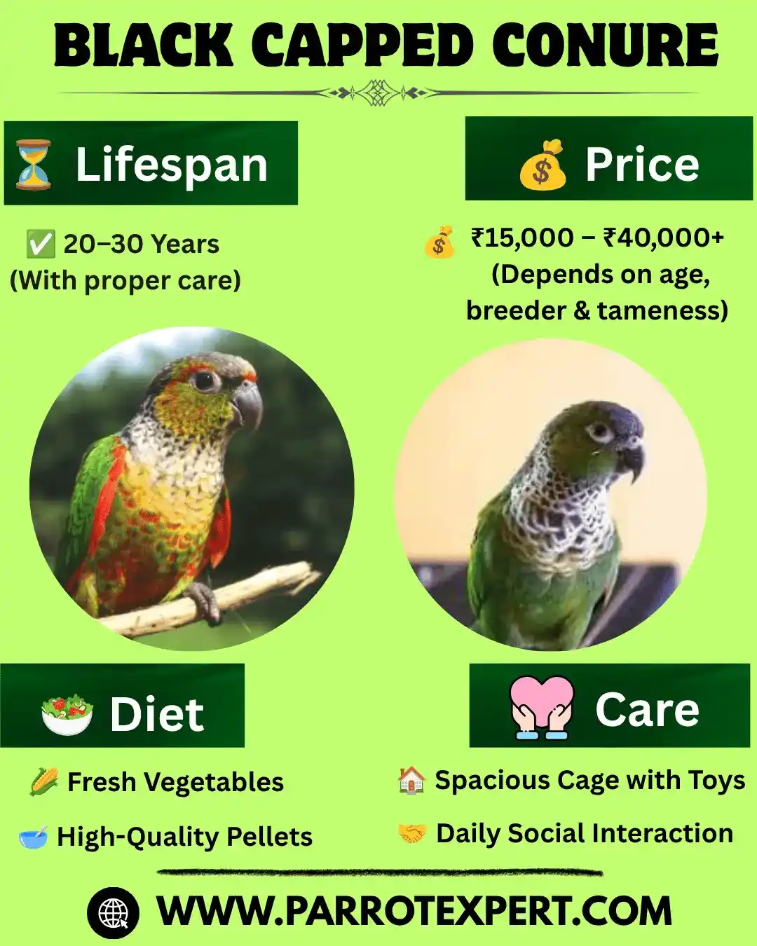 Black Capped Parrot