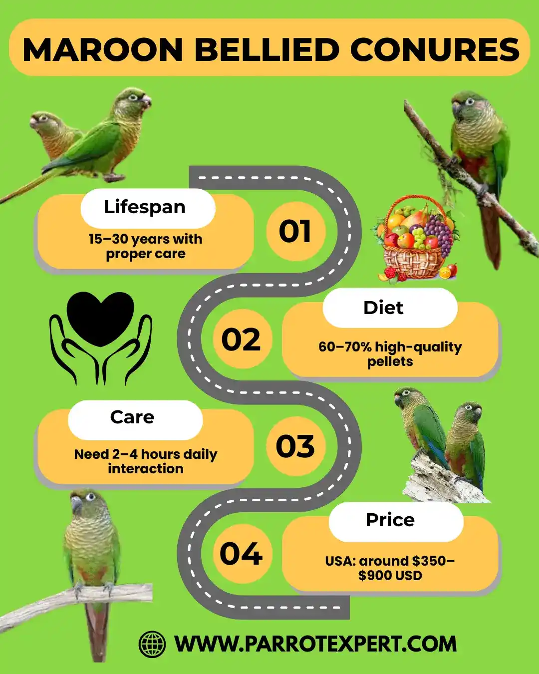 Maroon Bellied Conures Parrot