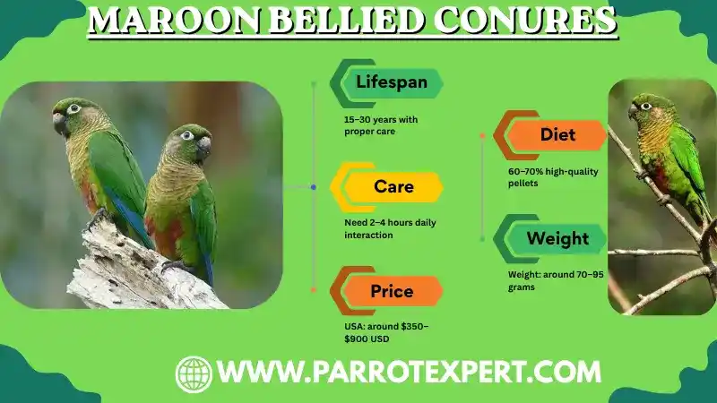 Maroon Bellied Conures: Lifespan, Diet, Care, Size, & Facts