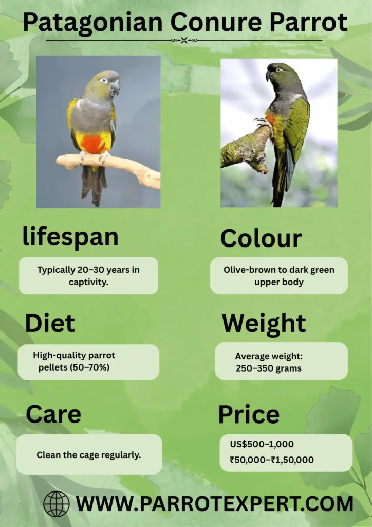 Patagonian Conure Parrot