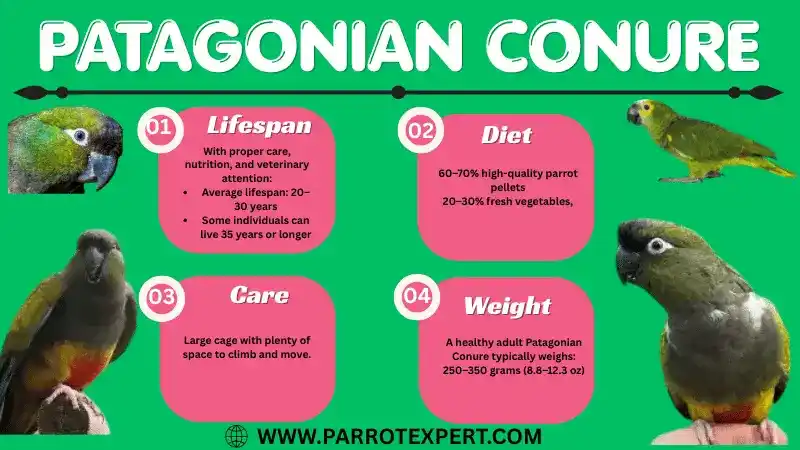 Patagonian Conure Parrot: Lifespan, Size, Care, Diet, Price, & Facts
