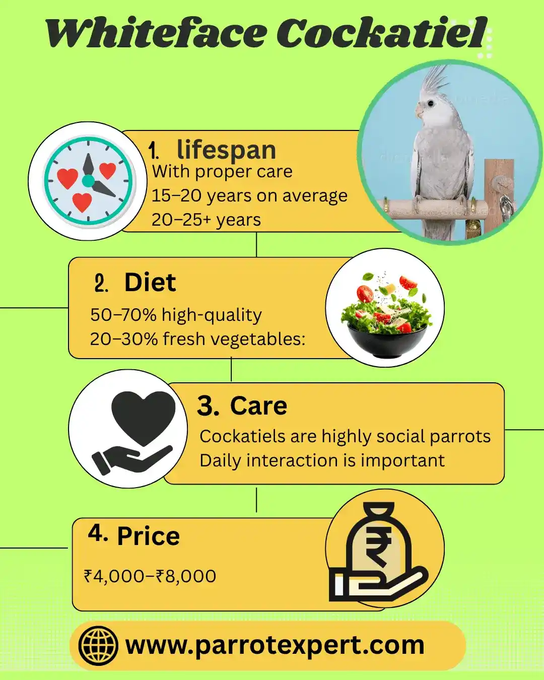 Whiteface Cockatiel Complete Guide