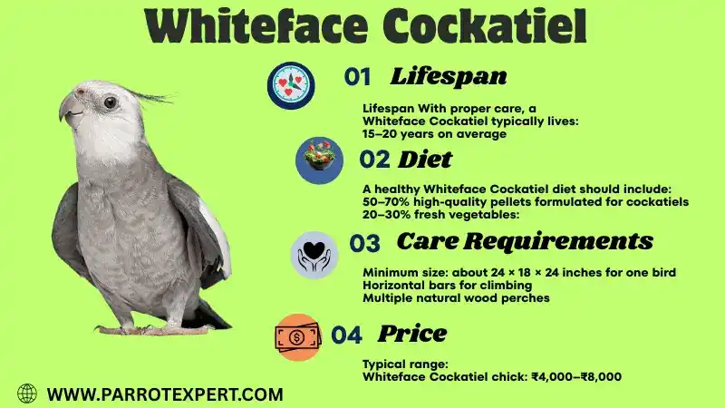 Whiteface Cockatiel