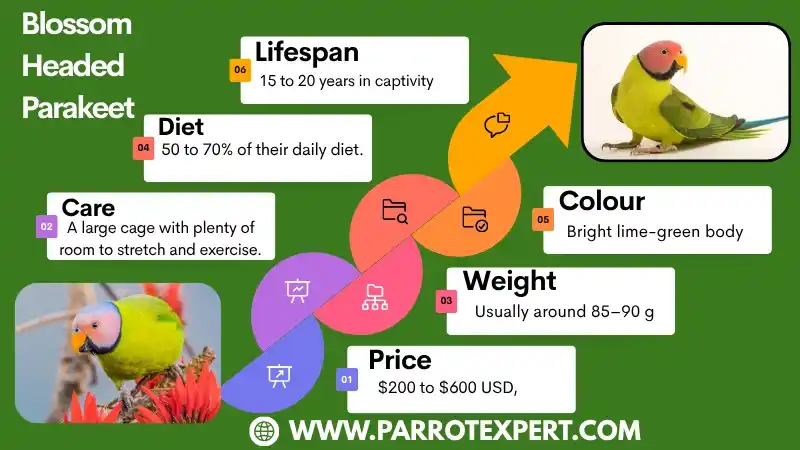 Blossom Headed Parakeet: Lifespan, Diet, Care, Habitat, & Facts