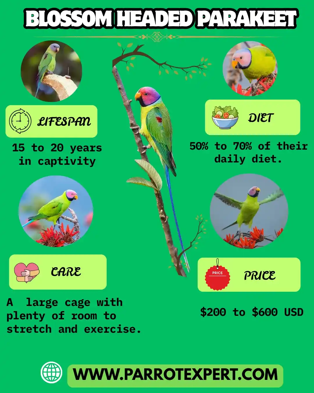 Blossom Headed Parakeet