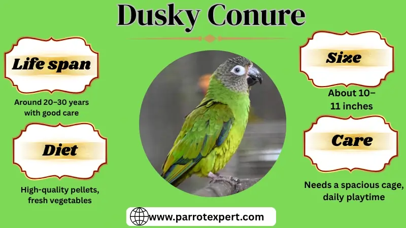 Dusky Conure: Lifespan, Size, Diet, Care, Price & Facts