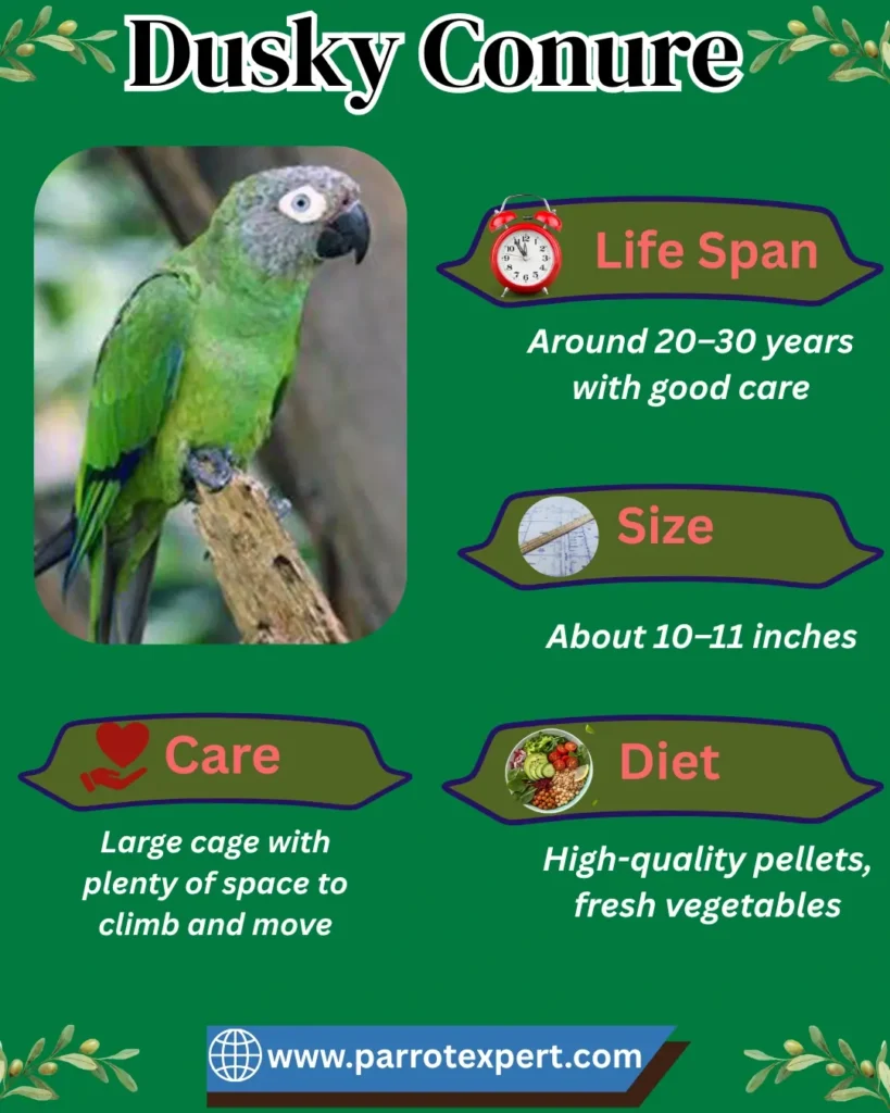 Dusky Conure Parrot
