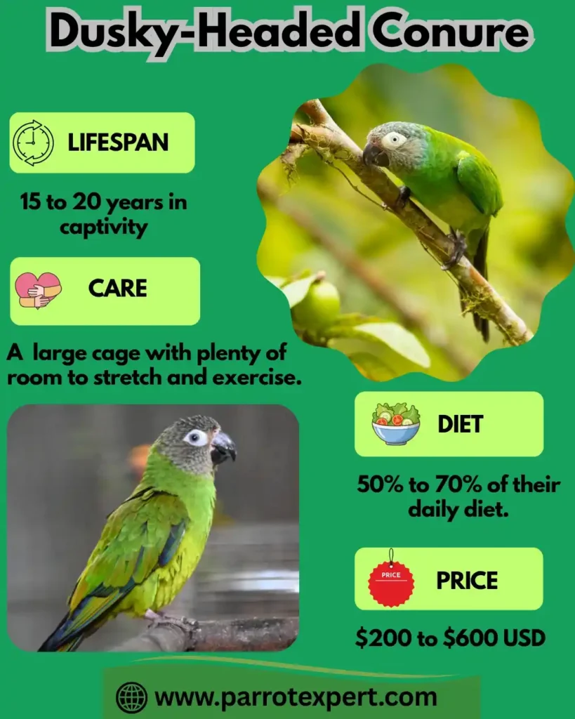 Dusky Headed Conure Parrot