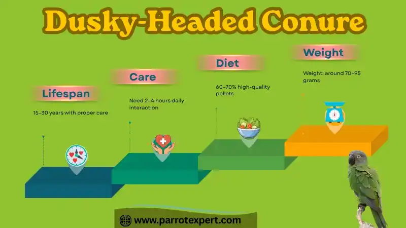 Dusky Headed Conure