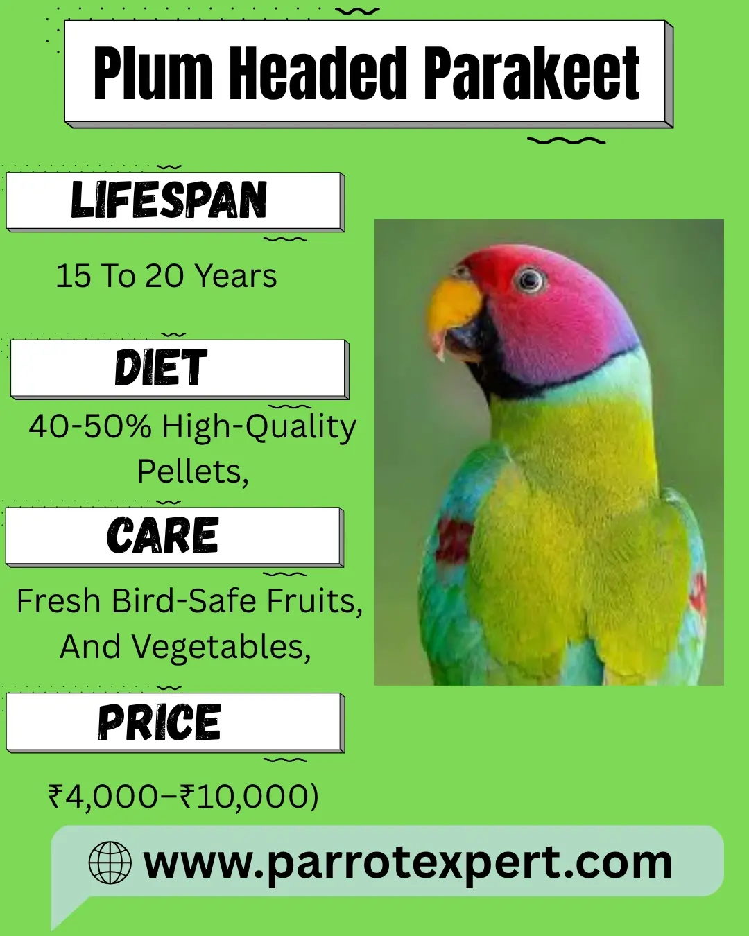 Plum Headed Parakeet Parrot