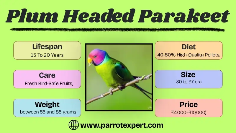 Plum Headed Parakeet: Lifespan, Diet, Care, Sound, Cost, & Facts