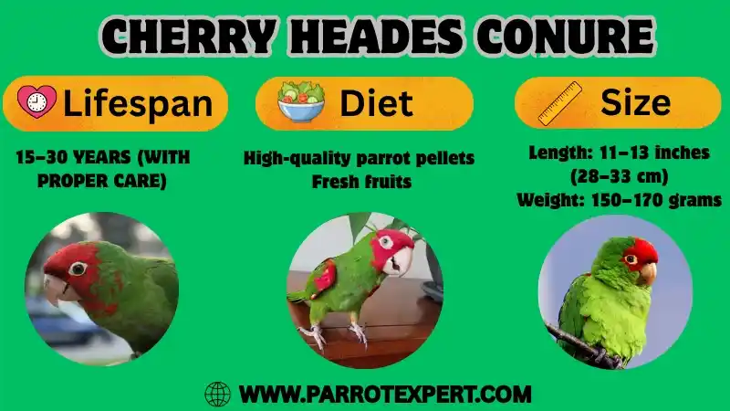Cherry Heades Conure Birds