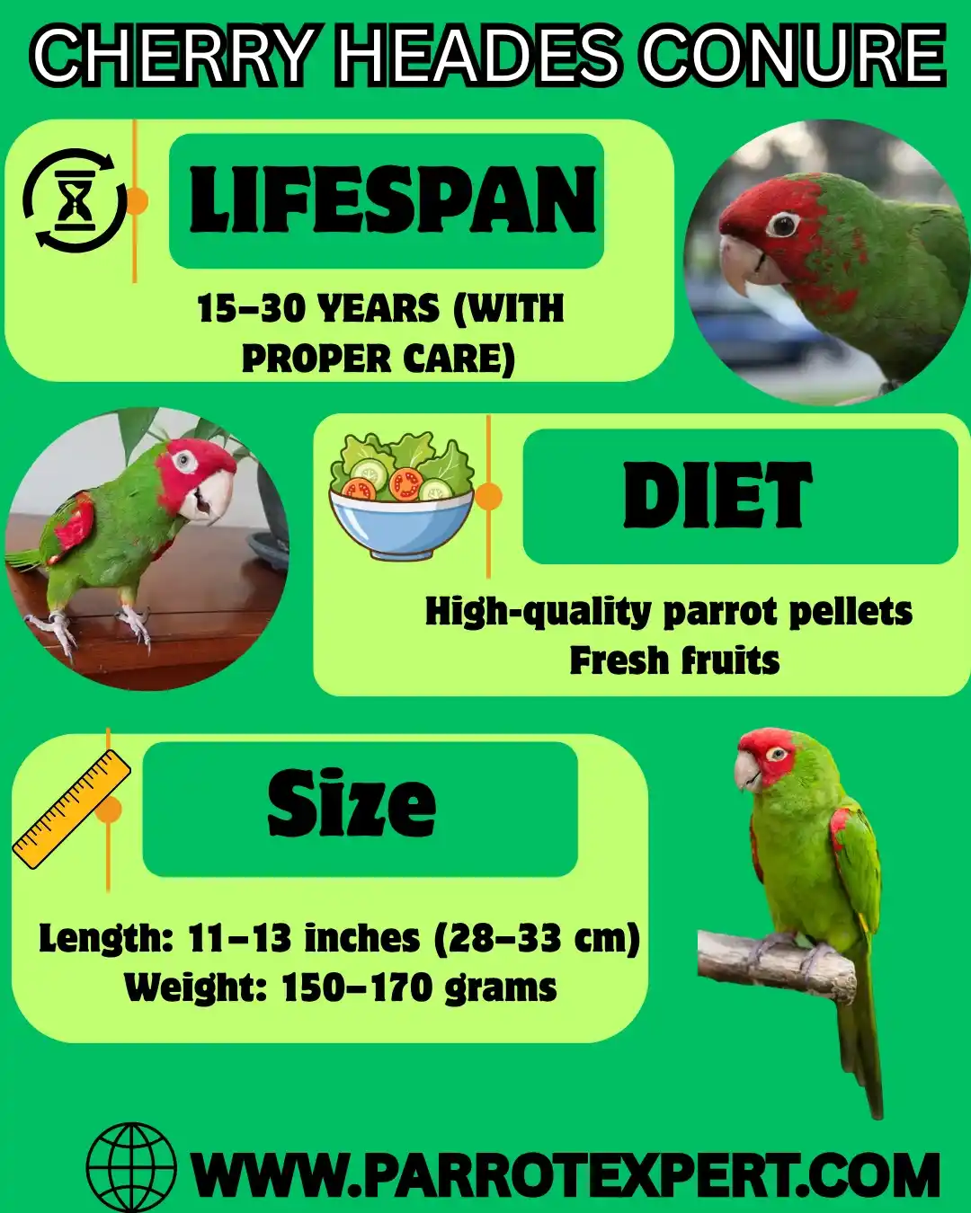 Cherry Heades Conure Parrot