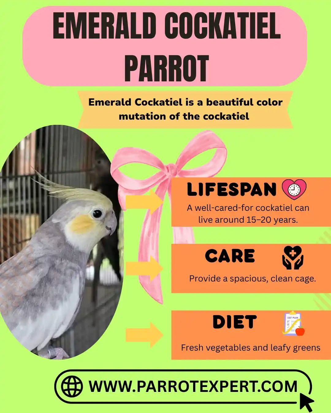 Emerald Cockatiel Birds