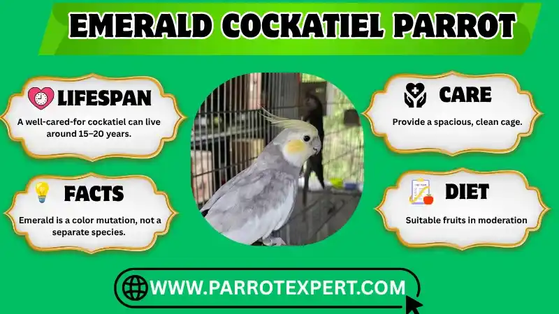 Emerald Cockatiel Parrot