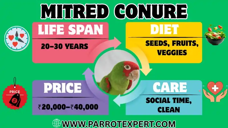 Mitred Conure