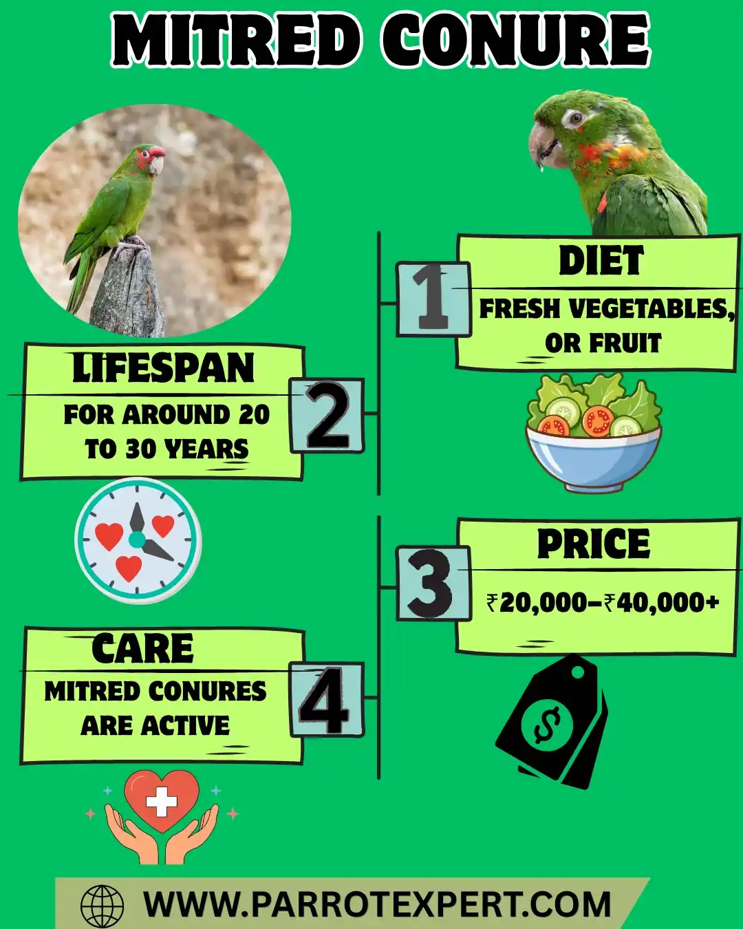 Mitred Conure Parrot