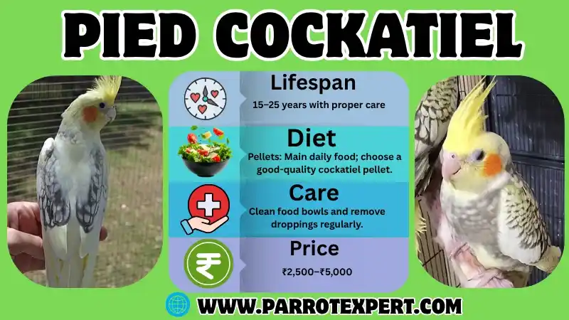 Pied Cockatiel: Lifespan, Diet, Care, Size, and Facts