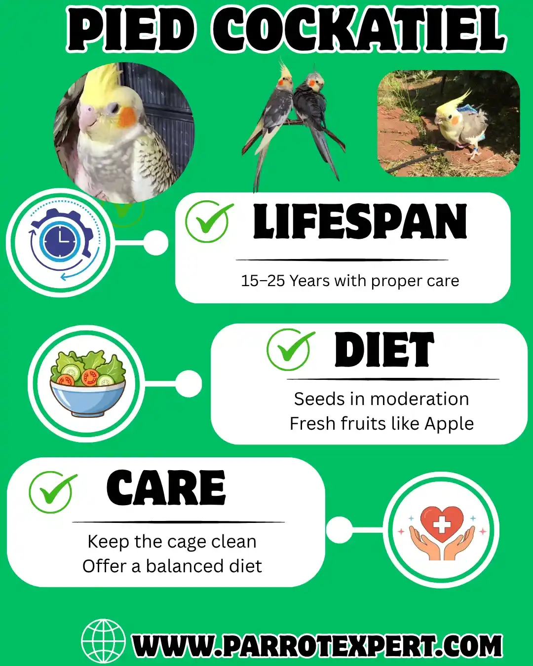 Pied Cockatiel Parrot