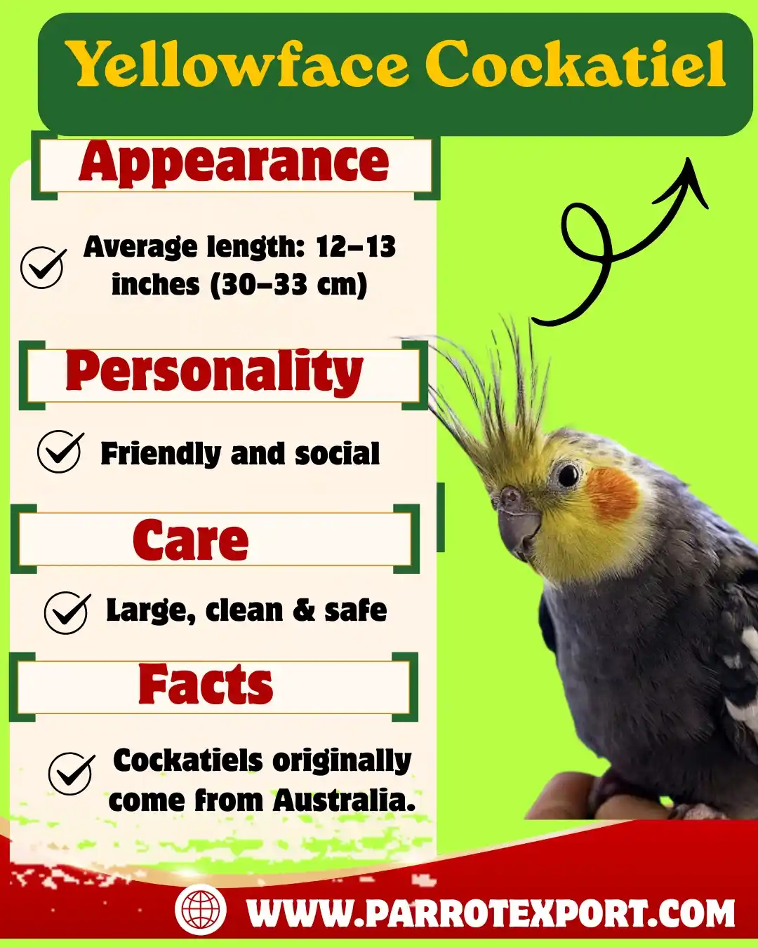 Yellowface Cockatiel Birds