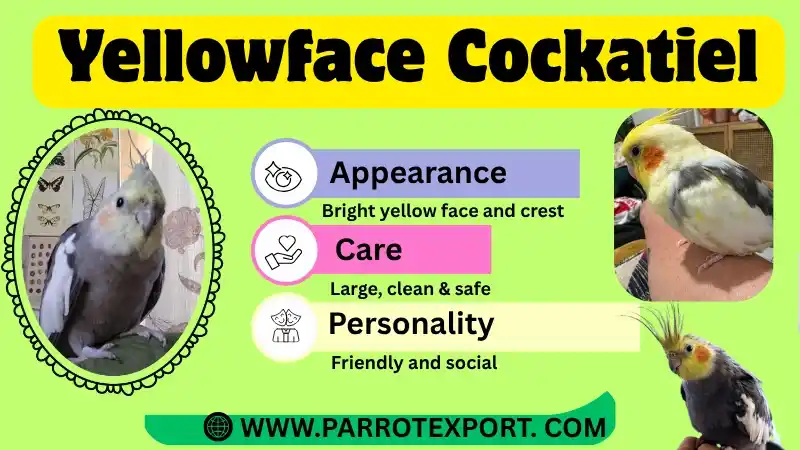 Yellowface Cockatiel Parrot