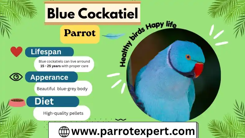 Blue Cockatiel
