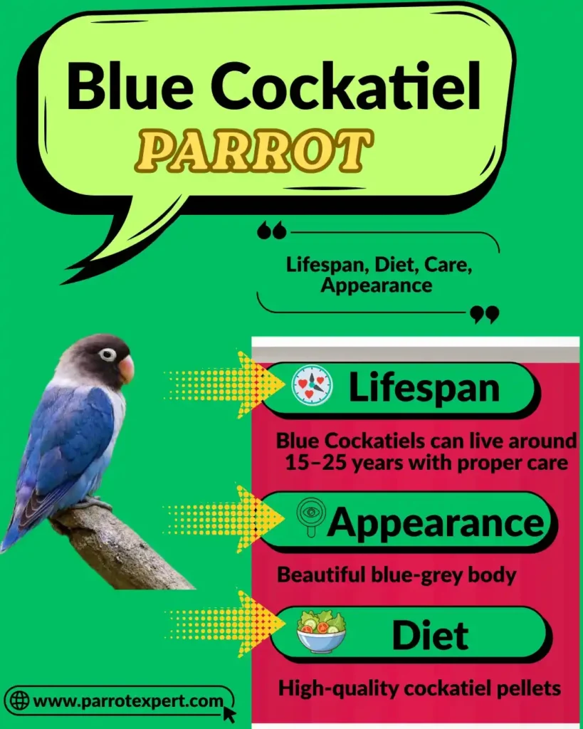Blue Cockatiel