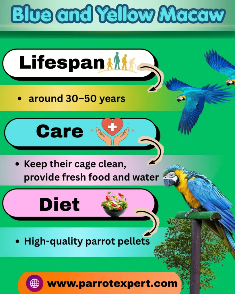blue and yellow macaw
