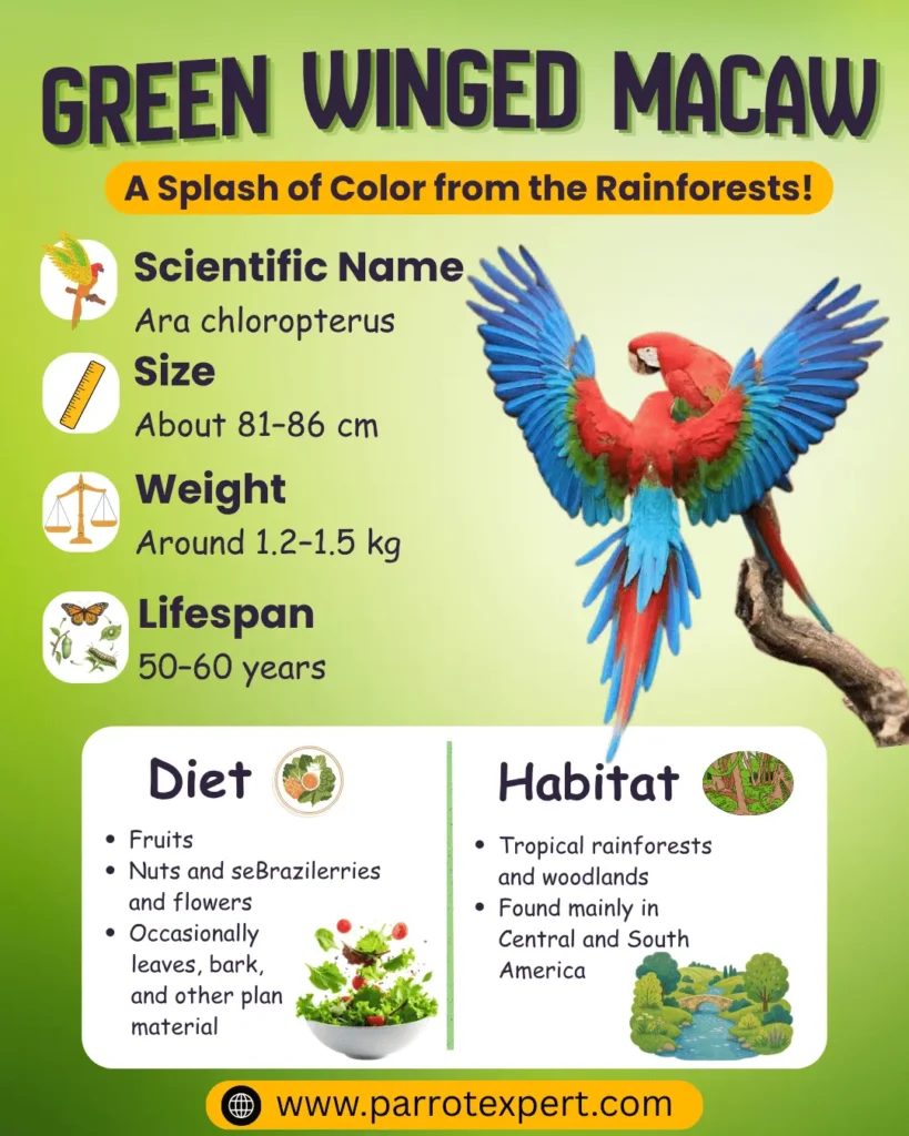 Green Winged Macaw