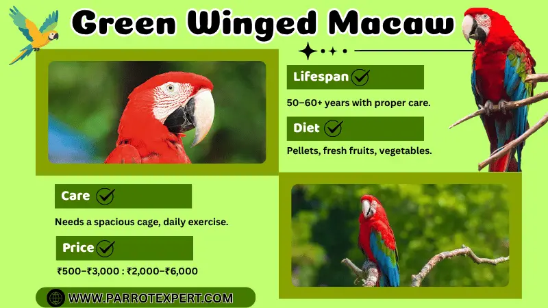 Green Winged Macaw